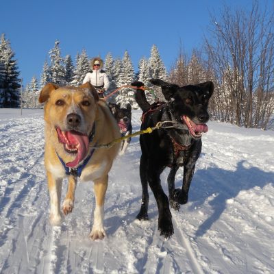 mushing-139B27743D-1057-8E9C-CFE3-9517CC87CFC5.jpg