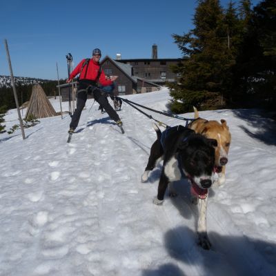 mushing-144721A83D-D693-4A28-9877-B4030C7C7B35.jpg