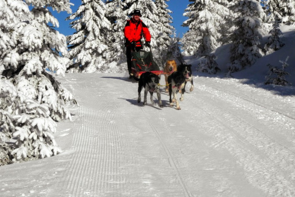 Psí spřežení